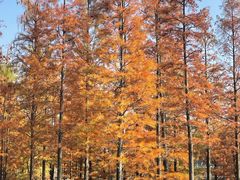 -白鹭湾湿地公园