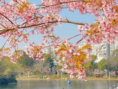 -新江湾城公园