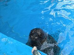 -海合安成都极地海洋公园