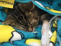 -纳吉亚猫专科动物诊疗中心(蒋宅口分院)