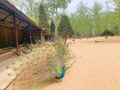 -秦皇岛野生动物园