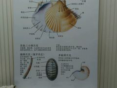 -青岛贝壳博物馆