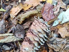 -五营红松林海景区