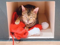 -瞄一喵猫咖(格力海岸店)