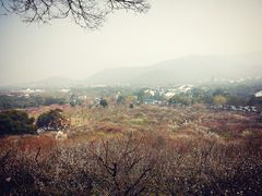 -香雪海