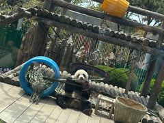 -大连森林动物园