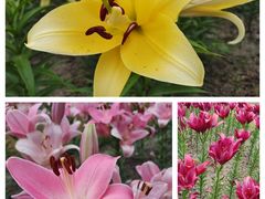 -花开海上生态园