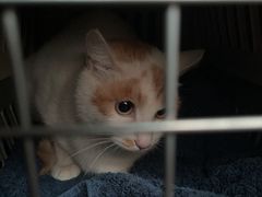 -爱贝特动物医院·猫口炎专科