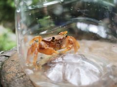 -华蓥山天意谷景区