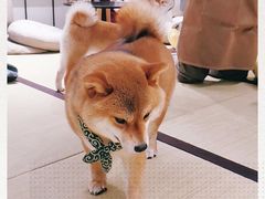 -逗柴咖啡屋·狗咖猫咖宠物桌游