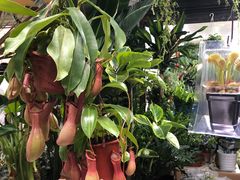 -循礼门鲜花花市(武汉循礼门店)