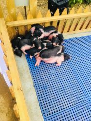 -萌宠亲子动物乐园(槐房万达店)