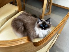 -藏猫猫咖啡主题馆(中央大道店)