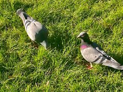 -通乐簋街小龙虾(老店)