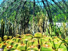 -深圳仙湖植物园