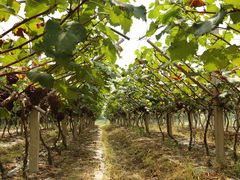 -巴城镇马料江村葡萄园