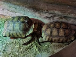 -Zoolung Zoolung动物主题公园(海信广场店)