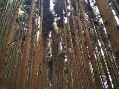-山王坪喀斯特国家生态公园