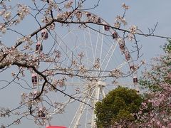 -顾村公园