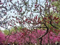 -莲花池公园
