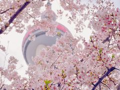 -东方明珠广播电视塔