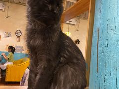 -猫小院猫主题咖啡厅(北锣店)