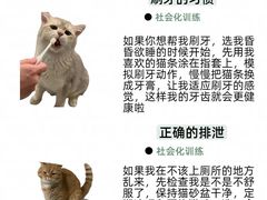-申普宠物医院·心脏介入·心血管微创(总院)
