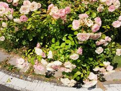 -羊山湖公园