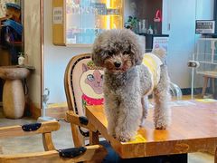 -more than meow吴止猫主题餐厅(承德 中船汇店)