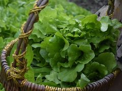 -樂桃源奉贤黄桃种植采摘基地