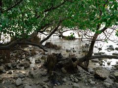 -宝安西湾红树林湿地公园