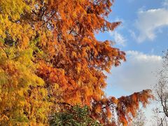 -上海海湾国家森林公园