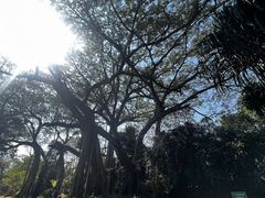 -瑞丽独树成林风景区