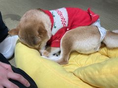 -逗柴咖啡屋·狗咖猫咖宠物桌游