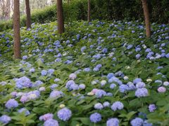 -上海共青森林公园