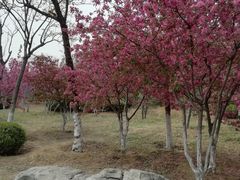 -济南国际园博园