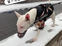 -萌兽医馆·绝育·24小时内科·宠物医院(德胜店)