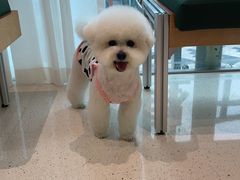 -帕帕拉兹宠物(亚洲旗舰店)