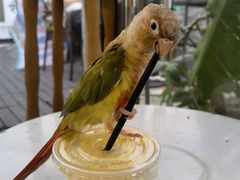 -吉丁鸟咖·异宠·寄养