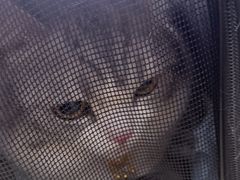 -天宠宠物医院24小时·急重症诊疗中心·全科·腔镜特色(和平分院)