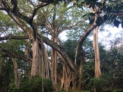 景点-瑞丽独树成林风景区