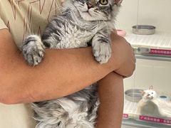 -lincat·猫舍(广州店)