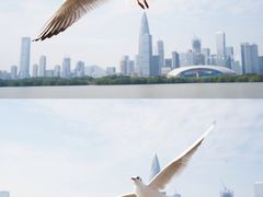 -深圳湾公园(南山区)