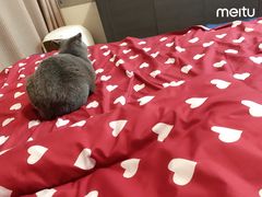 -乐琪宠物(青塔西路店)