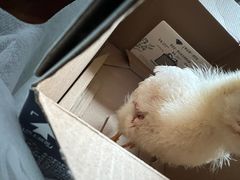 -中农大我爱我爱24h动物医院·中医针灸·猫专科·骨科医疗中心(双井店)