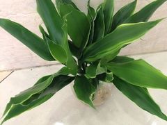 iphone_upload_pic-妃比花艺(光启城时尚购物中心店)