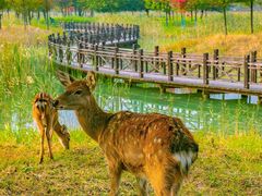 -泗洪洪泽湖湿地景区