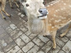 -北京鹿世界主题园