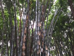 竹子-望江楼公园