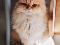 -豆逗聊愈猫阁Easy Life